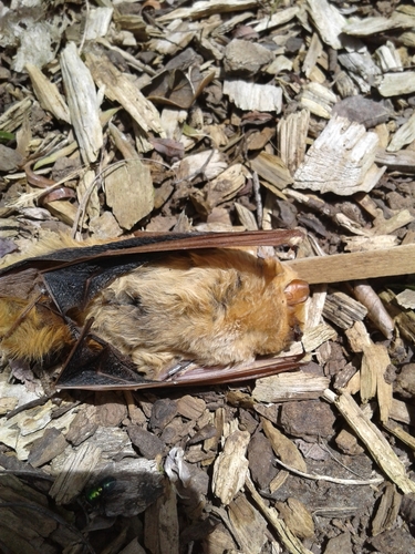Western Yellow Bat