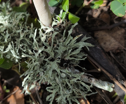 cartilage lichen