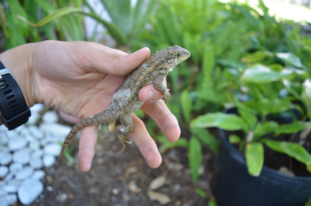 Northern Curly-tailed Lizard from West End, FL, USA on May 8, 2024 at ...