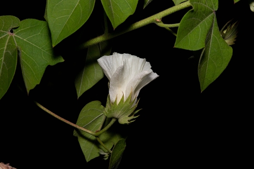 Wake Island Cotton (Gossypium stephensii)