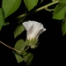 Gossypium stephensii - Photo (c) Joey Latsha-Gamboa, kaikki oikeudet pidätetään, lähettänyt Joey Latsha-Gamboa