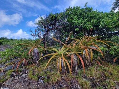 aldabra aloe (Aloe aldabrensis)