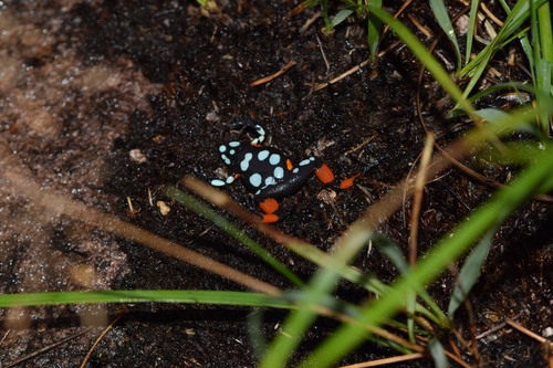 Cowan's Mantella