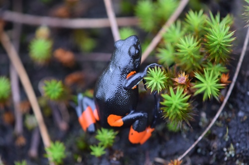 Cowan's Mantella