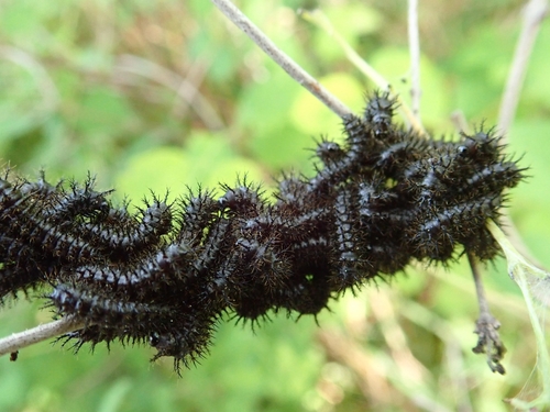 Western Sheep Moth
