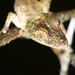 Southeastern Lowland Leaf-tailed Gecko - Photo (c) Seanbetti, all rights reserved, uploaded by Seanbetti