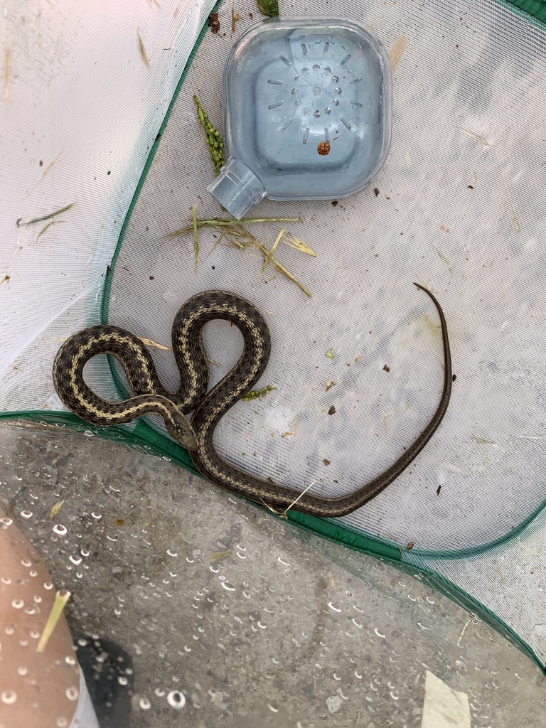 Wandering Garter Snake from S 350 E, Burley, ID, US on May 13, 2024 at ...