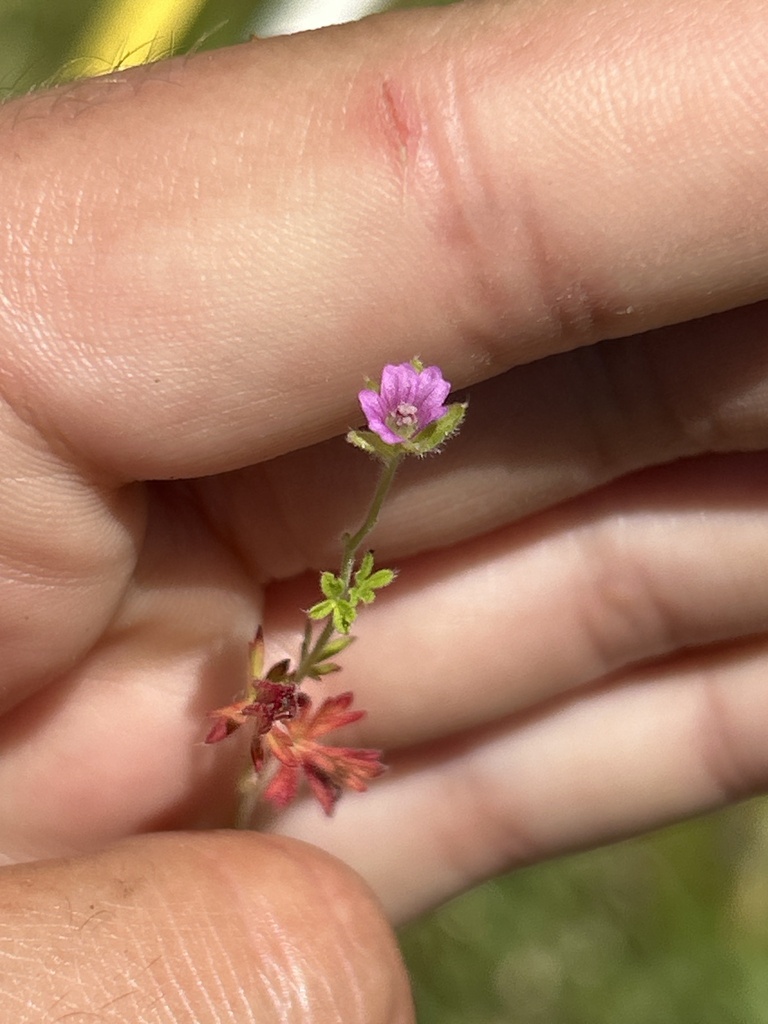 Cut Leaved Crane S Bill From Lotus CA US On May 13 2024 At 01 47 PM By Maya Clark INaturalist