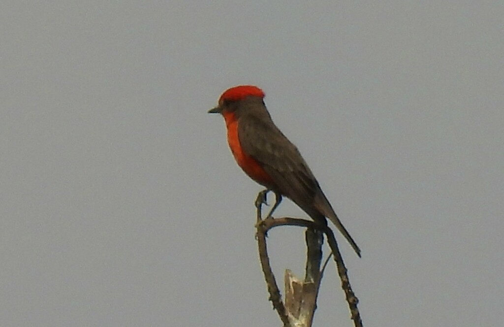 Mosquero cardenal desde Parque Ecológico de Xochimilco, Ciudad de ...