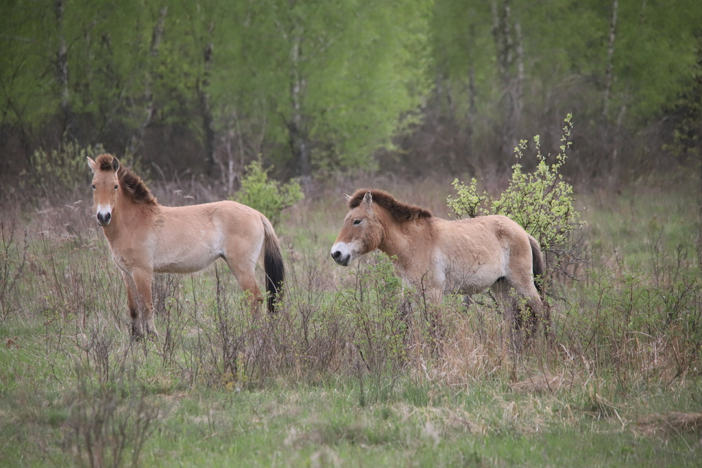 Przewalski's Horse from Іванківський район, Київська область, Україна ...