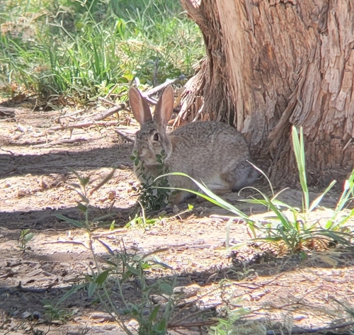 iNaturalist observation 2024-05-09