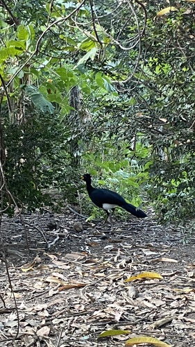 Bare-faced Curassow