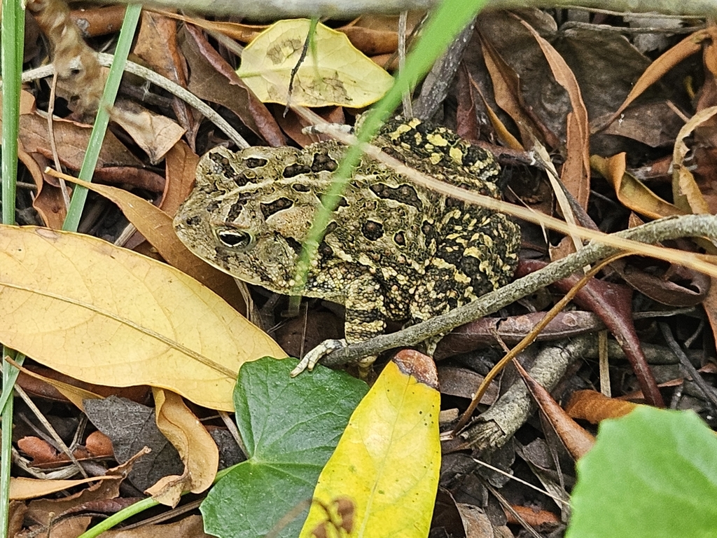 Southern Toad from Corolla, NC 27927, USA on May 13, 2024 at 12:44 PM ...
