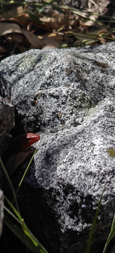 iNaturalist observation photo of Gilbert's Skink