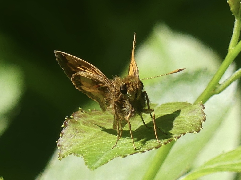 Hobomok Skipper from Field Club Rd, Fox Chapel, PA, US on May 13, 2024 at 0307 PM by Shawn
