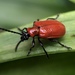 Lily Leaf Beetle - Photo (c) mstoyanova, all rights reserved