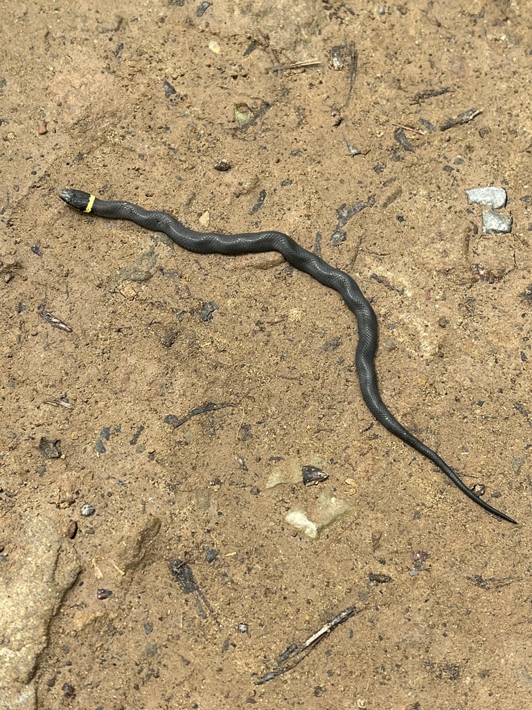 Northern Ringneck Snake from Benjamin Run Rd, Mill Hall, PA, US on May ...