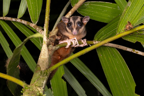 Arfak Striped Possum (Dactylopsila kambuayai) — Data Deficient Mammalia