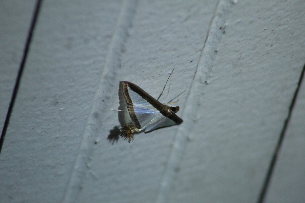 Melonworm Moth from 95400-000 - Rincão dos Kroeff, São Francisco de ...