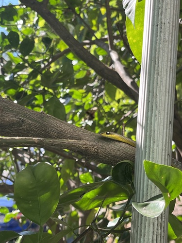 Common Tree Snake sighting