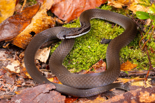 Müller’s Crown Snake - Photo (c) Jono Dashper, all rights reserved, uploaded by Jono Dashper