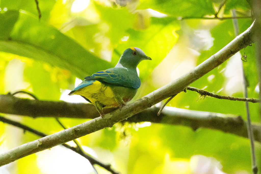 Coroneted Fruit-Dove (Ptilinopus coronulatus) photo