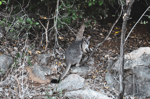 Western Short-eared Rock Wallaby