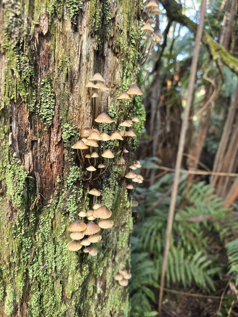 Mycena subgalericulata from Balook VIC 3971, Australia on May 13, 2024 ...