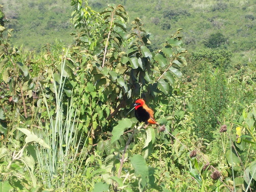 Southern Red Bishop