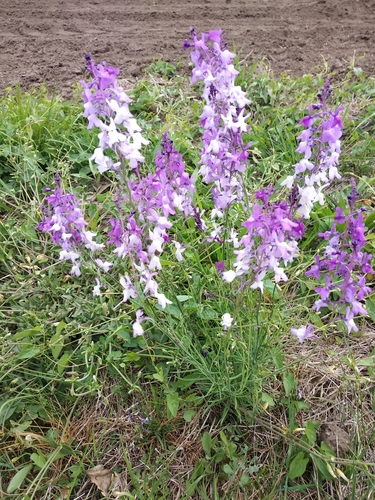 Linaria elegans