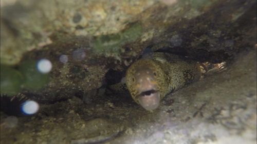 Snowflake Moray — seen at this dive site