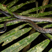 Dendrelaphis lineolatus - Photo (c) Jono Dashper, todos los derechos reservados, subido por Jono Dashper