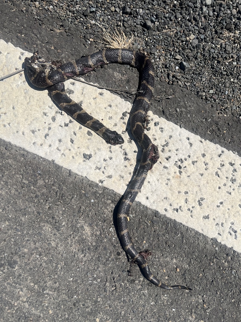 California King Snake from Riego Rd, Nicolaus, CA, US on May 13, 2024 ...