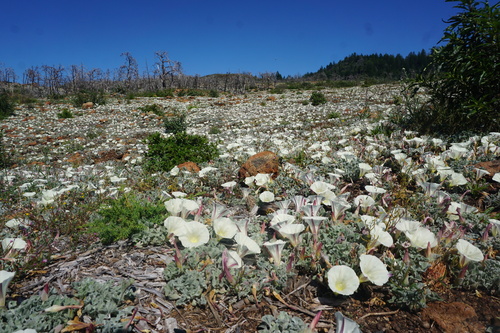 Calystegia collina ssp. oxyphylla