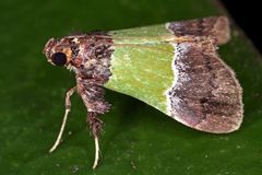 Image of Epidelia damia