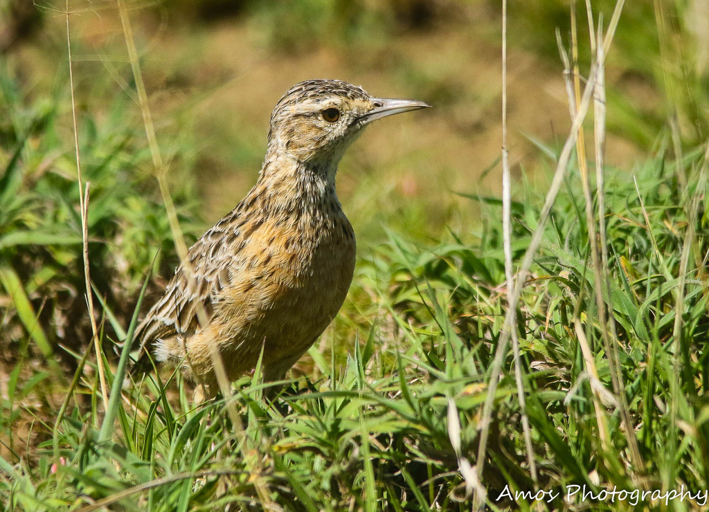 Beesley's Lark photo