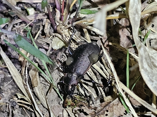 Calosoma chinense