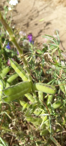 Narrow-leaved Lupine