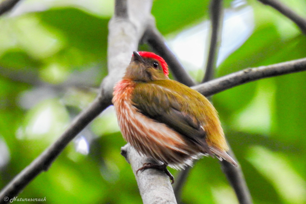 Striolated Manakin (Machaeropterus striolatus) photo