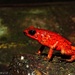 Little Devil Poison Frog - Photo (c) Alexis Ruiz B, all rights reserved, uploaded by Alexis Ruiz B