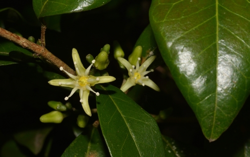 Acronychia pauciflora C.T.White