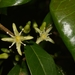 Acronychia pauciflora - Photo (c) Nicholas John Fisher, kaikki oikeudet pidätetään