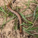 Black Hills Redbelly Snake - Photo (c) Joshua Jagels, all rights reserved, uploaded by Joshua Jagels