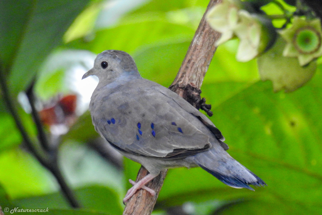 Plain-breasted Ground Dove photo