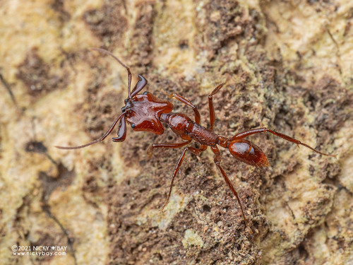 Anochetus muzzioliiAnochetus muzziolii