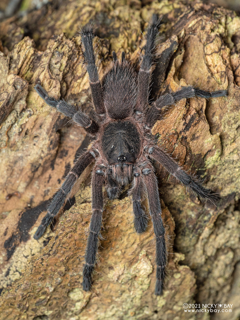 Singapore Frontdoor Tarantula (Phlogiellus inermis) · iNaturalist