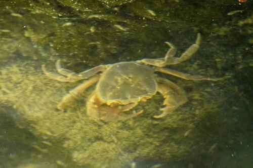 Algerian Freshwater Crab