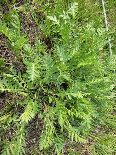 tansy