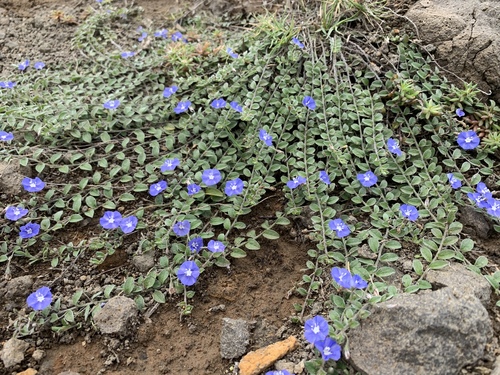 Pico de Pájaro (Evolvulus alsinoides) · Natusfera