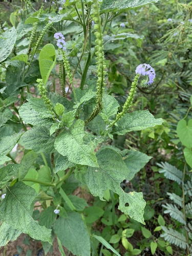 Indian Heliotrope
